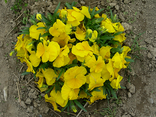 pansy in flower